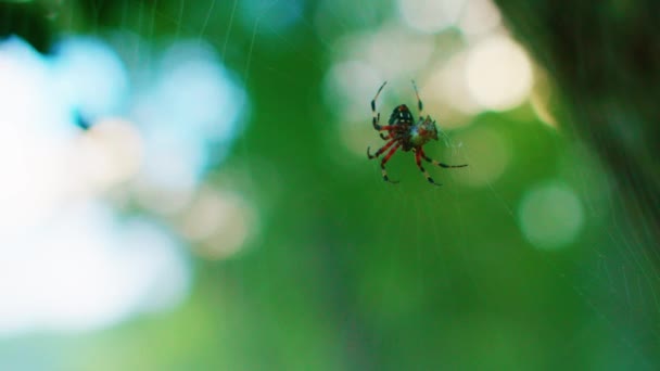 Örümcek Ağındaki Örümcek Ağıyla Bokeh — Stok video