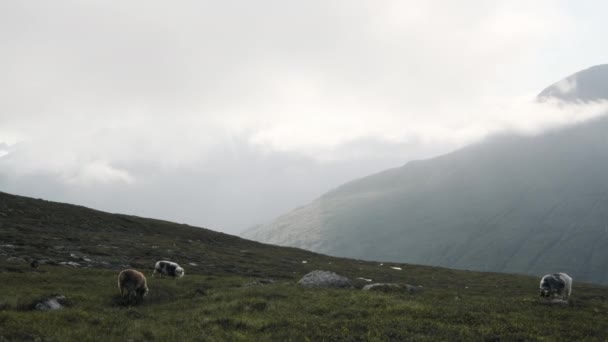 Hermosa Escena Ovejas Comiendo Hierba Montaña Innerdalen Condado Romsdal Noruega — Vídeos de Stock