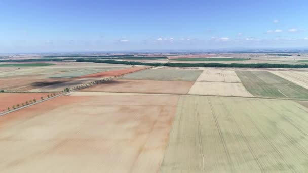 Koolzaadveld Klaar Voor Oogst Landelijk Landschap Landbouw Productie Van Biobrandstoffen — Stockvideo