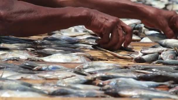 Εργαζόμενοι Που Μεταποιούν Ψάρια Προς Ξήρανση Στον Ήλιο Οποία Μετατρέπονται — Αρχείο Βίντεο