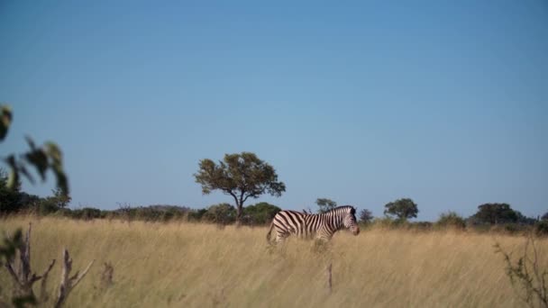 Zebra Som Går Grässlätt Med Fågel Ryggen — Stockvideo