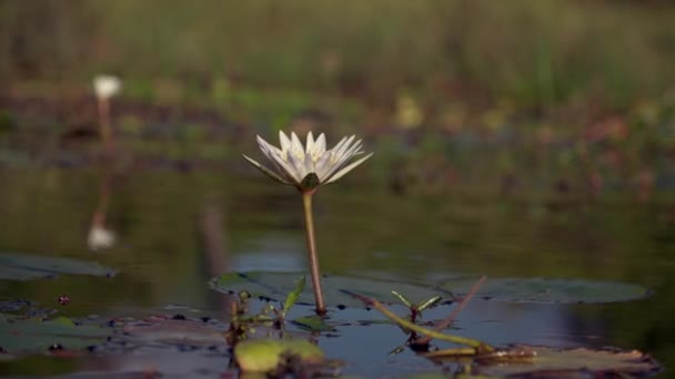 池塘里的水百合 — 图库视频影像