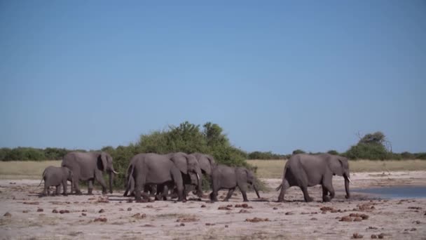 Turmă Elefanți Mergând Spre Gaură Udare — Videoclip de stoc