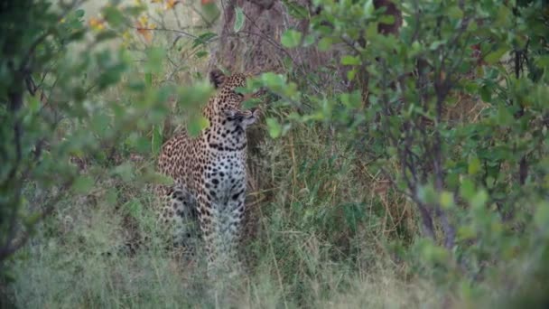 Joven Leopardo Sentado Junto Árbol — Vídeo de stock