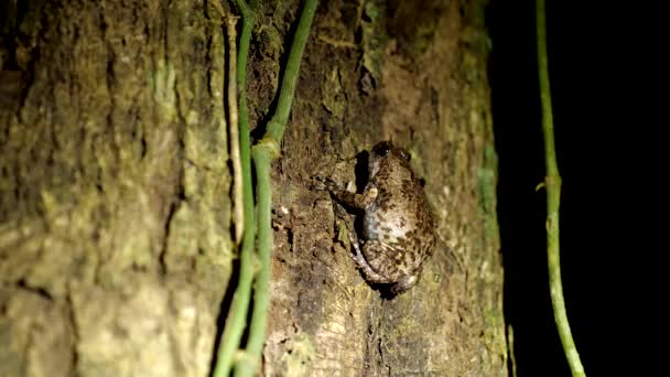 Rough Guardian Frog Tree Jungles Borneo Dark Night Wildlife Nature — Stock video