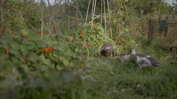 Indian Runner Duck Family Organic Garden Looking Insects Example Permaculture — 비디오