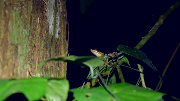 Dark Night Small Tropical Green Leaf Frog Jungle Borneo Wildlife — Stock video