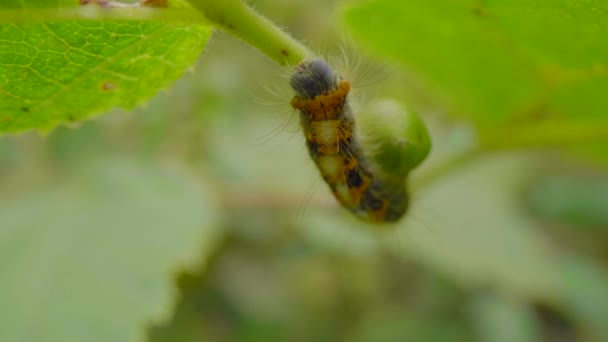 Bruco Biancospino Bombyx Con Testa Bue Che Muove Lentamente Sulle — Video Stock