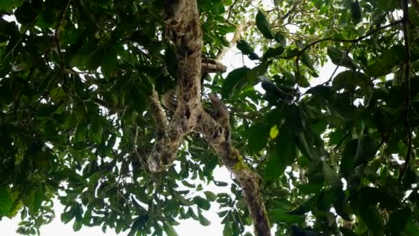 Les Adultes Surveillent Lézard Sur Une Branche Arbre Mouvement Font — Video