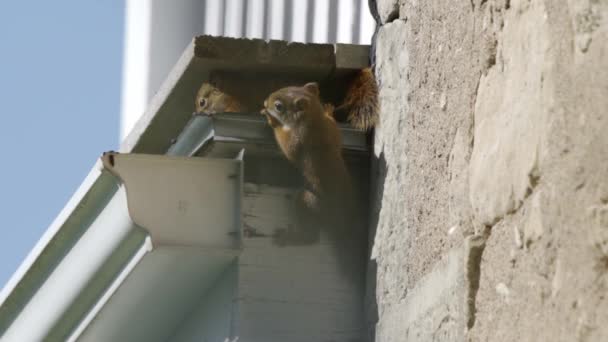 Porträt Zweier Wilder Roter Eichhörnchen Babys Schönes Tierisches Verhalten — Stockvideo