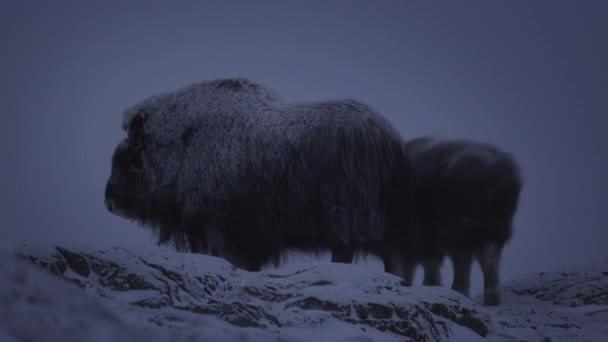 Bueyes Almizcleros Montaña Nevada Dovrefjell Centro Noruega Durante Invierno Ancho — Vídeo de stock