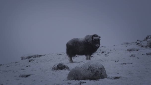 Buey Almizclero Parado Nevada Montaña Dovrefjell Noruega Durante Invierno Ancho — Vídeo de stock