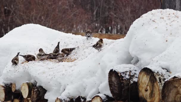 雪が降るにつれて雪の中で種を食べる小さな鳥の群れ — ストック動画