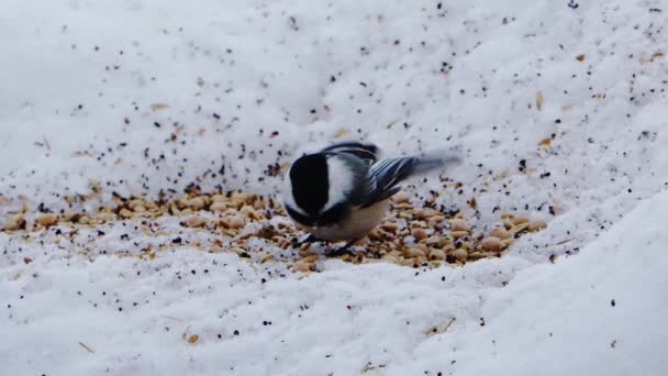 Slomo Chickadee Eating Seeds Snow Surveying His Surroundings — Stock Video