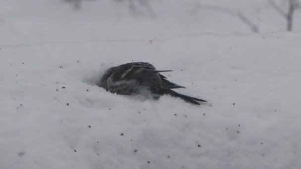 Redpoll Σκάβουν Βαθιά Στο Χιόνι Για Σπόρους Κατά Διάρκεια Μιας — Αρχείο Βίντεο