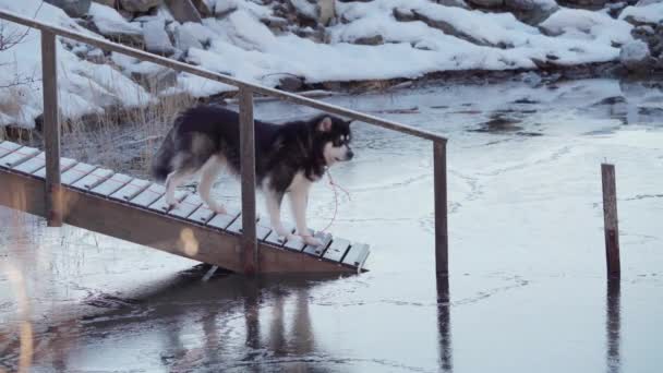 Αλάσκα Malamute Ξύλινες Σκάλες Που Βλέπουν Στο Παγωμένο Νερό Χειμώνα — Αρχείο Βίντεο