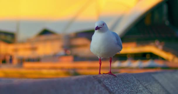 Red Billed Gull Standing Promenade Concrete Fence Sunset Inglês Close — Vídeo de Stock