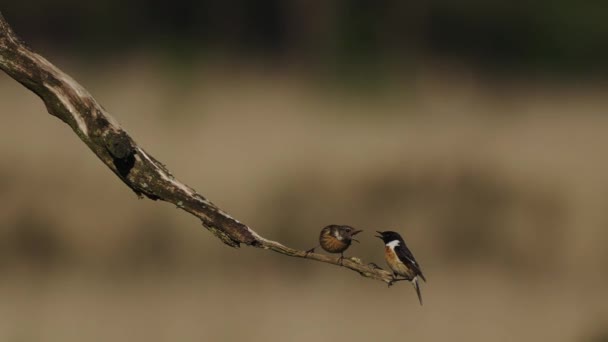 Manlig Och Kvinnlig Europeisk Stonechat Samverkar Gren — Stockvideo