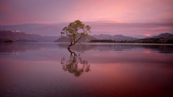Samotne Piękne Drzewo Wznoszące Się Nad Czystym Jeziorem Przed Wschodem — Wideo stockowe