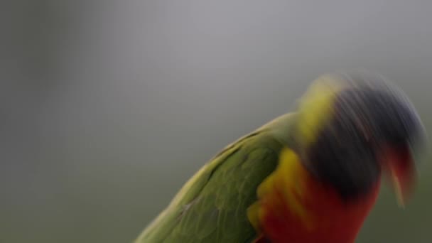 Rainbow Lorikeet Parrot Yang Berwarna Santai Dalam Cahaya Indah Saat — Stok Video