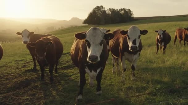 Krowy Farmie Zielonych Pastwiskach Polach Podczas Niesamowitego Zachodu Słońca — Wideo stockowe