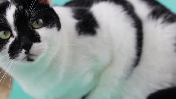 Ένα Ολισθαίνον Πλάνο Μιας Ασπρόμαυρης Γάτας Μοναδικά Σημάδια — Αρχείο Βίντεο