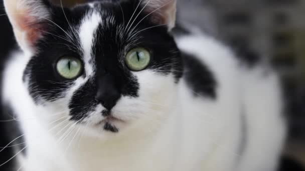 Svart Och Vit Katt Med Unika Markeringar Som Ser Sig — Stockvideo