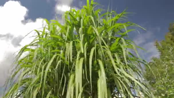 Naar Boven Wijzend Enorm Gras Met Blauwe Lucht Zomer — Stockvideo