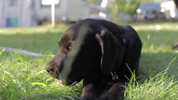 Aranyos Kis Labrador Retriever Kiskutya Eszik Füvet Miközben Arany Óra — Stock videók