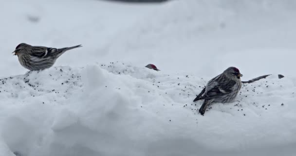 Redpolls Eating Seeds Snow — Stock Video