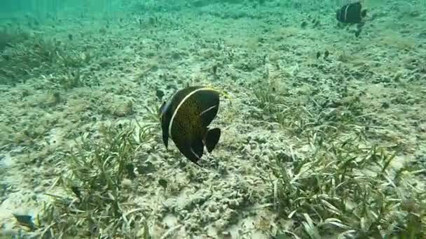科苏梅尔岛附近大西洋上的法国天使鱼是世界上最大的珊瑚礁之一 — 图库视频影像