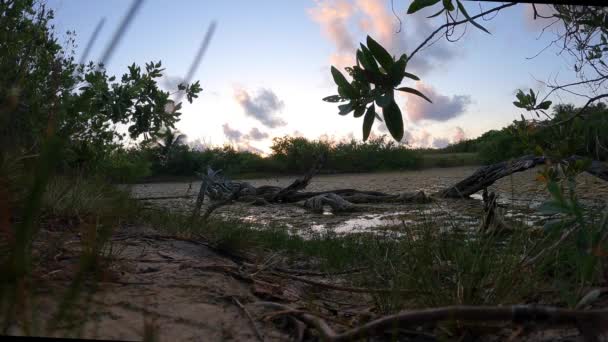 Soluppgång Bakom Mangrove Drift Trä — Stockvideo