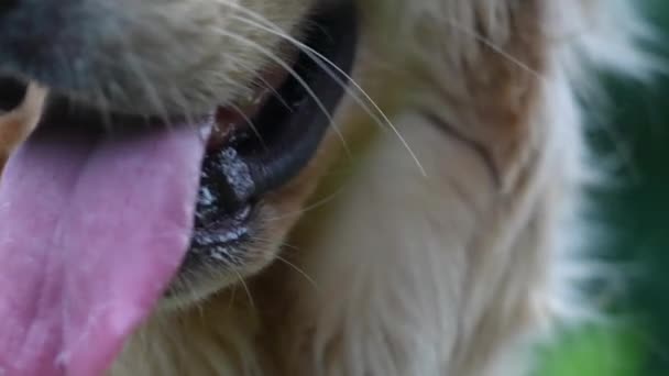 Högupplöst Närbild Golden Retriever Hundtunga Och Ögon Extrem Närbild — Stockvideo
