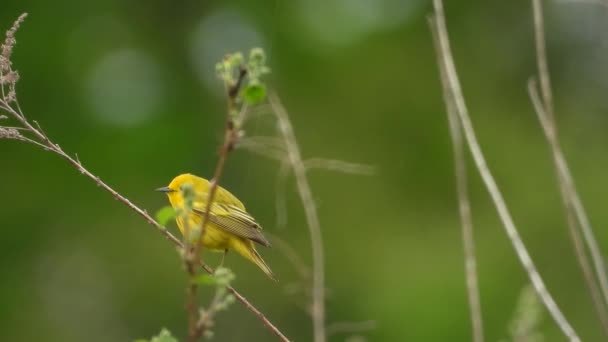 鮮やかな黄色の鳥 女性のアメリカの黄色のウォーブラー パーチ 緑の自然生息地で飛び立つ — ストック動画