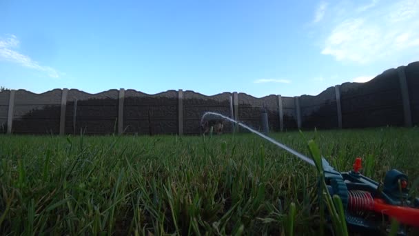 スローモーション ウェットドッグは裏庭のスプリンクラーから水で遊んでいます — ストック動画