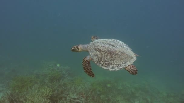 Μια Θαλάσσια Χελώνα Του Χόκσμπιλ Κολυμπάει Πάνω Από Ένα Κομμάτι — Αρχείο Βίντεο