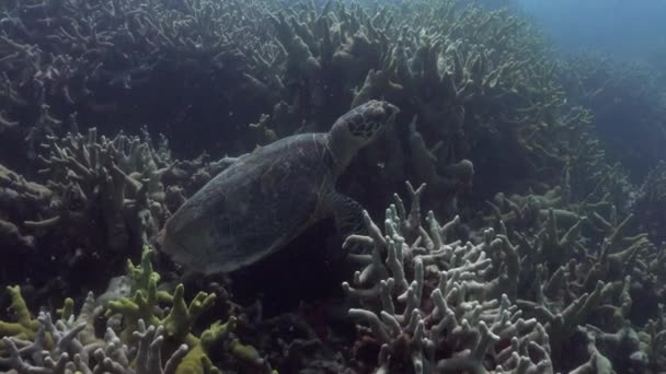 Carey Tortuga Marina Descansando Entre Corales Cuerno Ciervo Antes Despegar — Vídeos de Stock