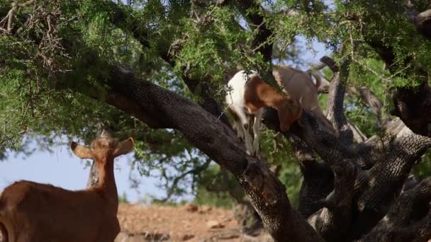 Kozy Drzewie Arganowym Maroku — Wideo stockowe