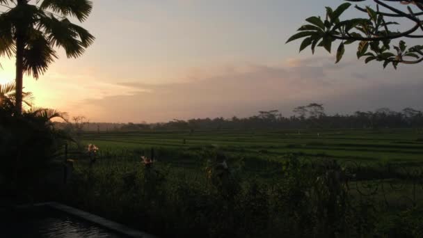 Sunset Timelapse Rice Paddy Palm Trees — Stock Video