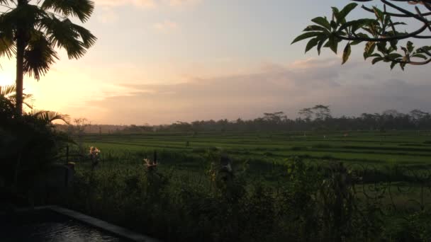 Gyönyörű Naplemente Felett Rizs Hántolatlan Vagy Rizs Terasz Bali Indonézia — Stock videók
