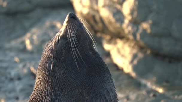 Close Van Een Nieuw Zeelandse Pelsrobben Zonnebaden Zon Bij Zonsopgang — Stockvideo