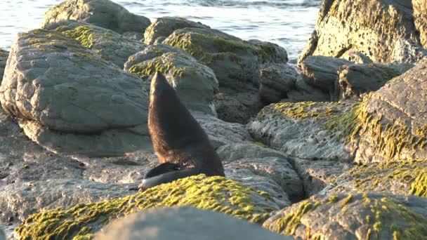 New Zealand Fur Seal Scratching — Stock Video