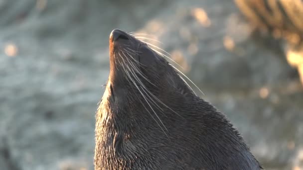 Закрийте Новозеландську Тюленя Хутром Який Висихає Сонці — стокове відео