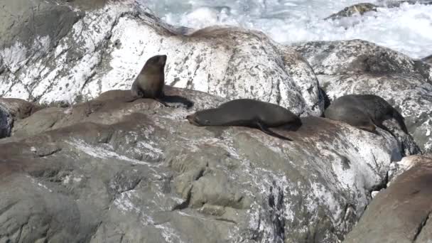 New Zealand Fur Seals Rocks — Stock Video