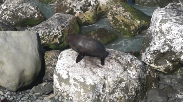 Nieuw Zeelandse Pelsrobben Een Rots — Stockvideo