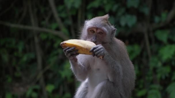 Maymun Oturuyor Soyuluyor Muz Yiyor — Stok video