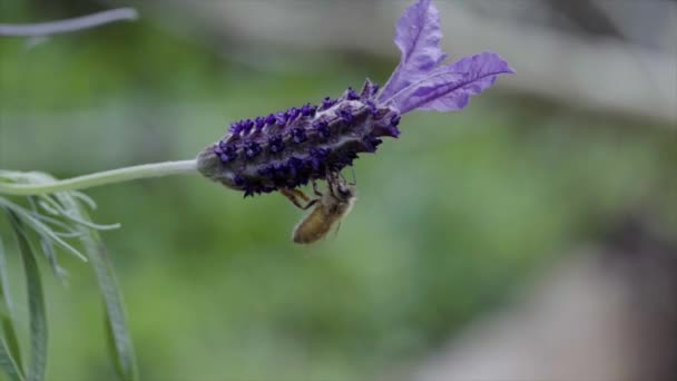 Μια Μέλισσα Στη Λεβάντα Αργή Κίνηση — Αρχείο Βίντεο