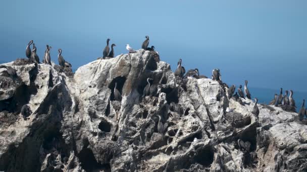 Spotted Shag Birds Rock Closeup — Stock Video