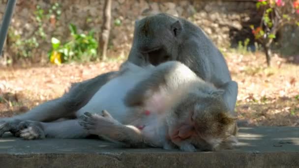 Monkeys Ground Lying Picking Fleas Ticks Each Other — Stock Video