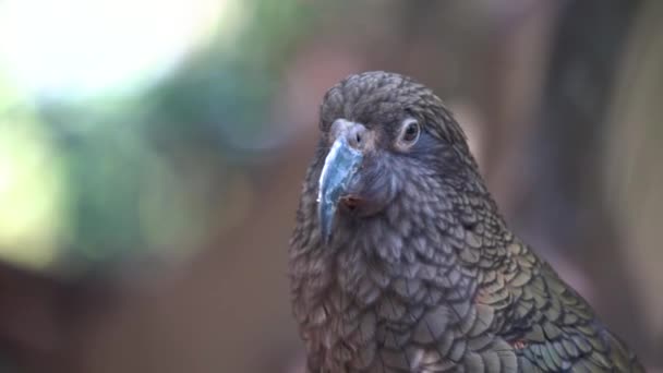 Yeni Zelanda Bulanık Bir Geçmişi Olan Bir Papağanın Yakın Çekimi — Stok video